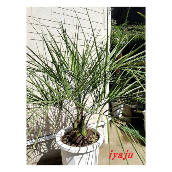 ココスヤシ 10号 耐寒性ヤシ ヤシの木 インテリア ワイルドな観葉植物