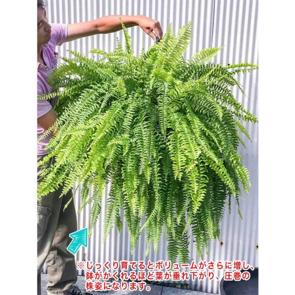 PLANCHU 観葉植物 ネフロレピス ボストンブルーベル 8号吊り鉢 育て方