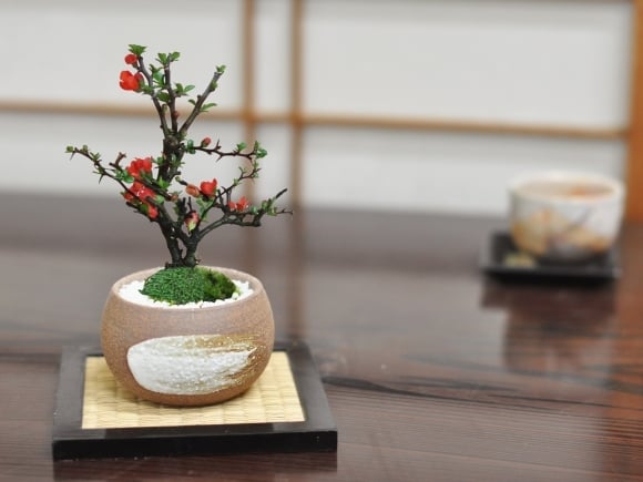 送料無料 盆栽 長寿梅 手造り小鉢 鉢植え 和 贈り物 趣味 プレゼント