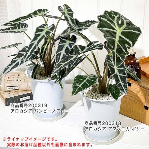 PLANCHU 観葉植物 アロカシア バンビーノ アロー 6号鉢 受け皿付き