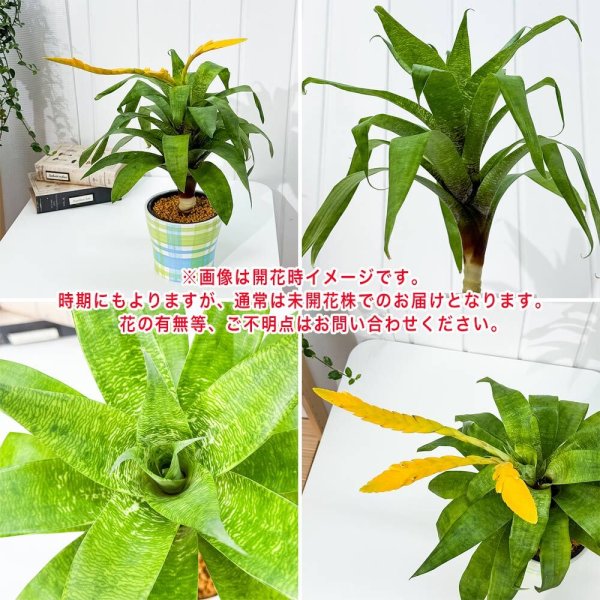 PLANCHU 観葉植物 フリーセア オスピナエ 4号鉢 受け皿付き 育て方説明