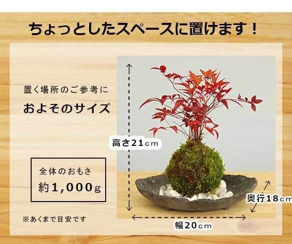 苔玉 南天 ナンテン 器つき くらま岩器セット 春から夏には緑色の新葉