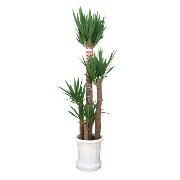 ユッカ 10号 尺プラ 高さ約120cm 観葉植物 青年の木 尺 - 【Tokyo