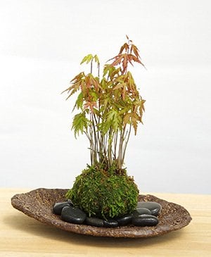 秋の紅葉はもちろん、春の芽吹き、新緑も美しい年間を通して楽しめます