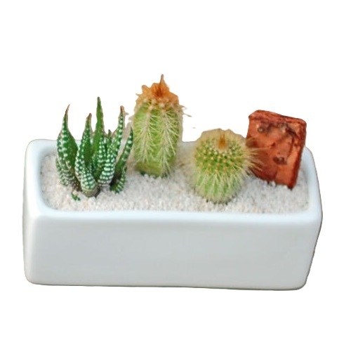 サボテン 多肉植物 3種類 寄せ植え/レクト S】【農場直送】【選べる