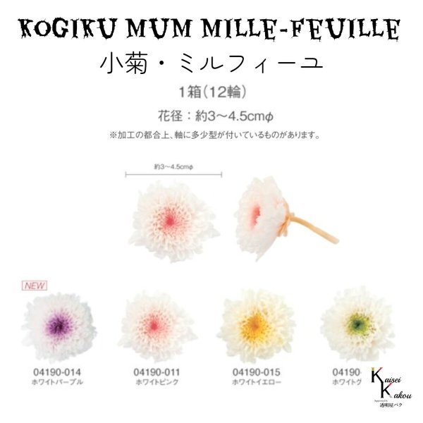 大地農園「小菊ミルフィーユ ホワイトグリーン 5輪」プリザーブド 