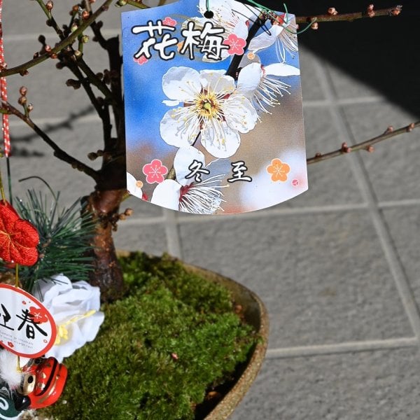 2026年お祝い梅紅白寄せ植え お祝い梅盆栽 と福寿草 - 【こぼんさい
