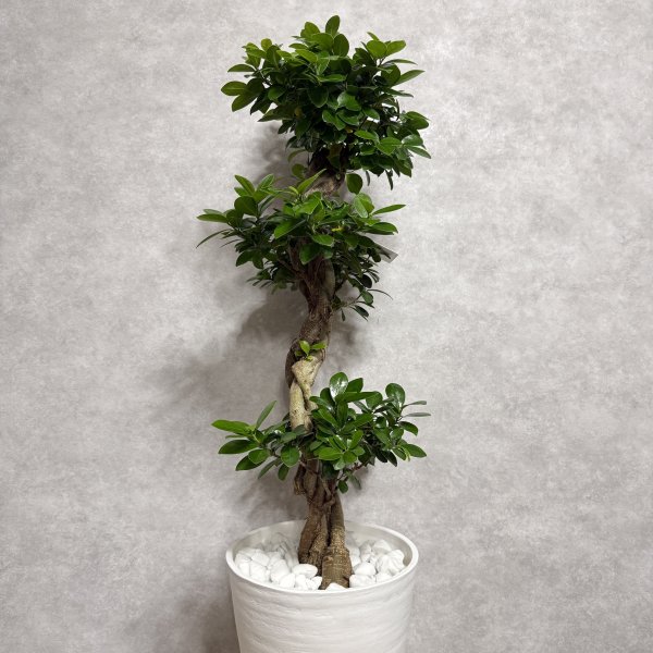 ガジュマル 観葉植物 八の字 8号鉢苗 大型 盆栽 末広がりの8の字 室内