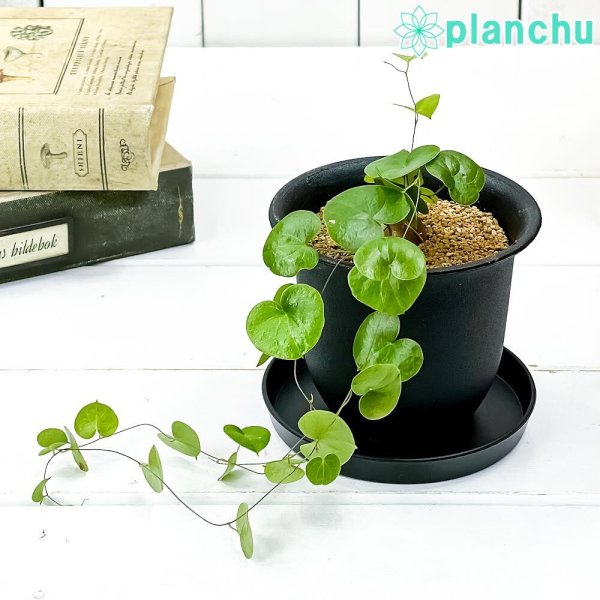 PLANCHU 観葉植物 ディオスコレア エレファンティペス 3号鉢 受け皿