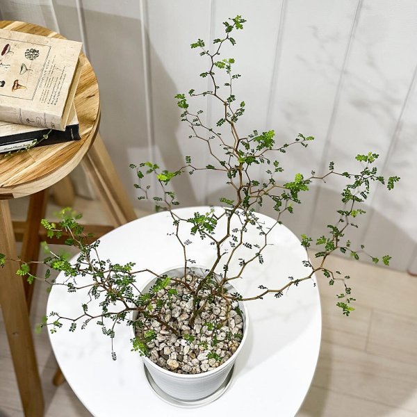 PLANCHU 観葉植物 メルヘンの木 ソフォラ リトルベイビー 5号鉢 受け皿