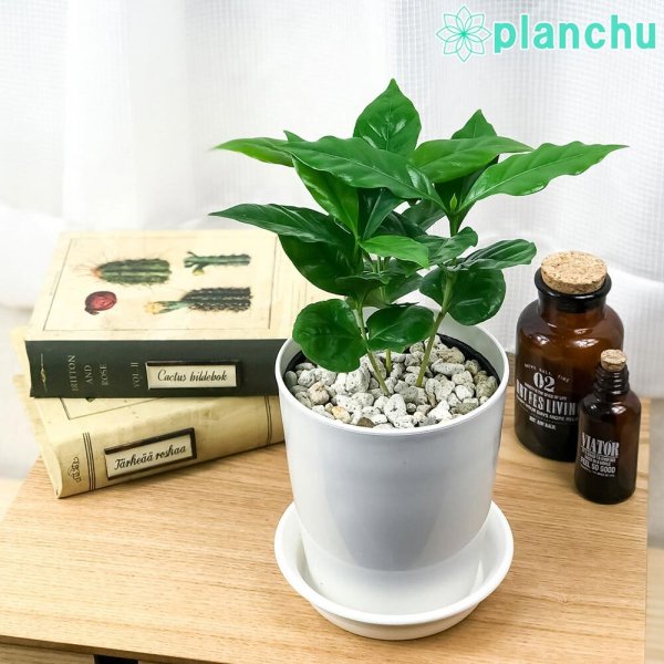 PLANCHU 観葉植物 コーヒーノキ アラビカ 4号鉢 受け皿付き 育て方説明