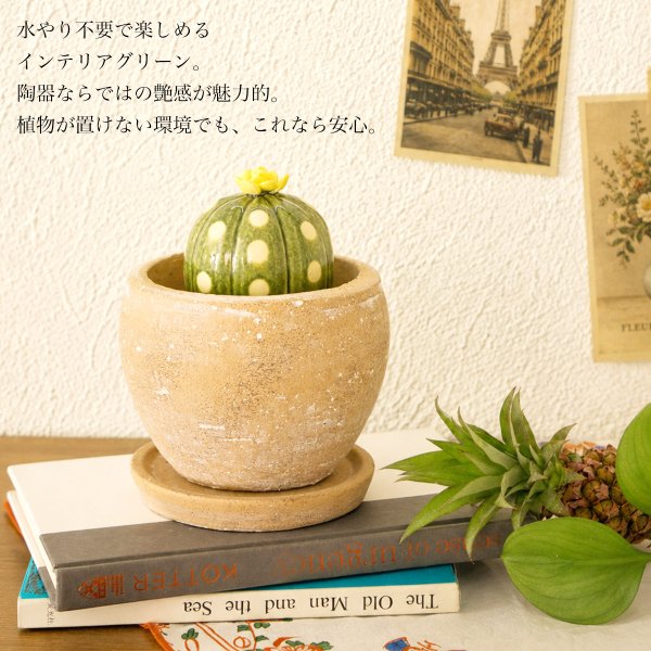 SERA SABO 陶器のサボテン 瑠璃兜 黄色 キットセット （鉢・ストーン付