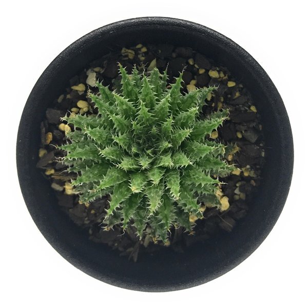 PLANCHU 多肉植物 ハオルチア マライシー var. ノタビリス JDV87/197