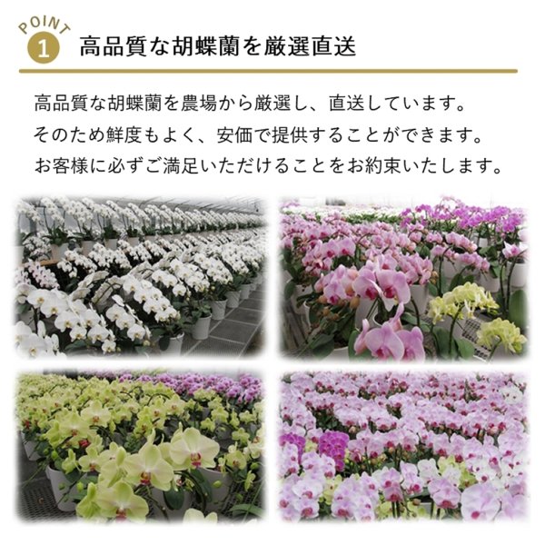 胡蝶蘭ルージュ3本立ち】 生花 鉢花 胡蝶蘭 白 紅白 ミディ お祝い