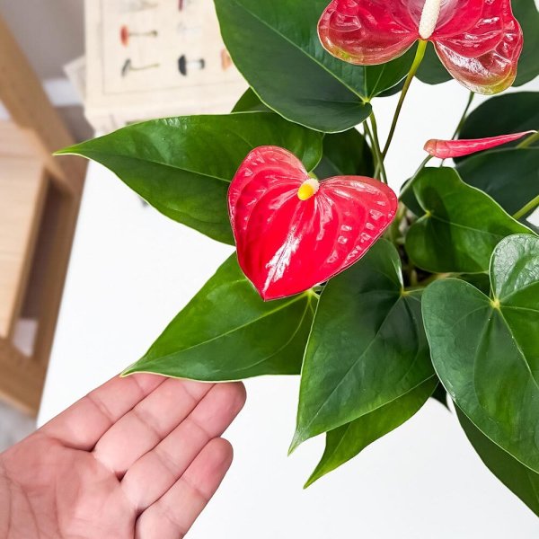 PLANCHU 観葉植物 アンスリウム バンビーノレッド 4号鉢 受け皿付き