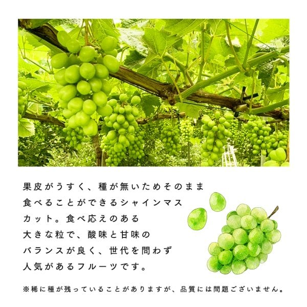 数量限定販売 】青森県産 贈答用 シャインマスカット 20粒 ギフト