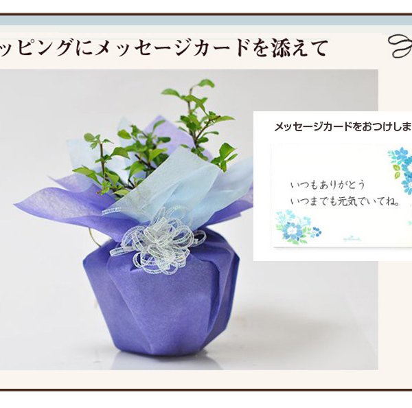 盆栽 白長寿梅 ナマコ三足鉢 受け皿付き 花盆栽 ミニ盆栽ギフト