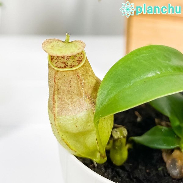 PLANCHU 食虫植物 ネペンテス グラシリス スポート 3.5号鉢 受け皿付き