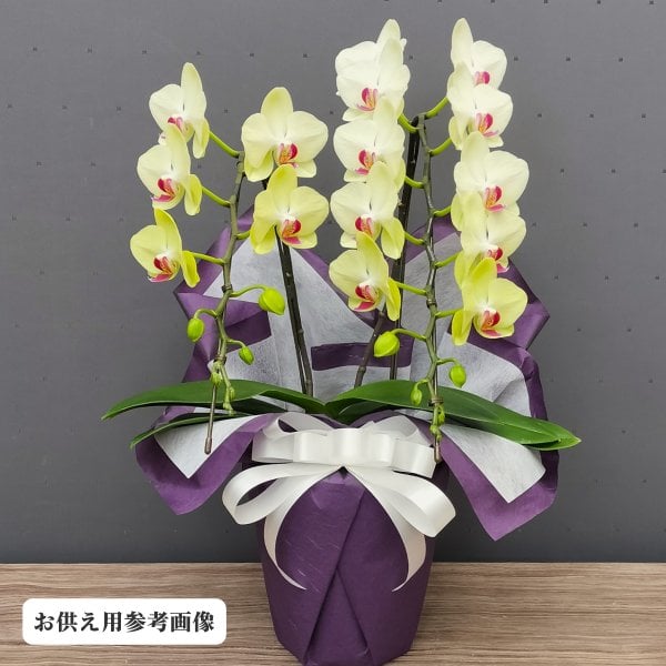 胡蝶蘭フォーチュンザルツマン2本立ち】胡蝶蘭 イエロー ミディ 生花