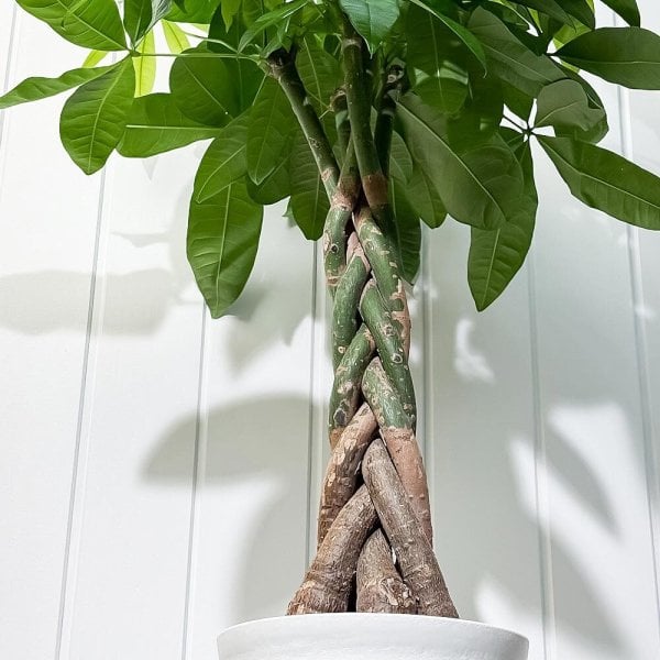PLANCHU 観葉植物 パキラ 編み 7号鉢 受け皿付き 育て方説明書付き