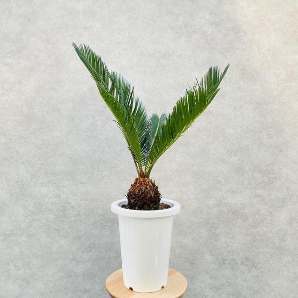 ソテツ 蘇鉄 7号鉢 庭木 記念樹 シンボルツリー 観葉植物 風水 地植え