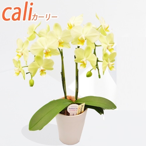 ミディ胡蝶蘭 cali(カーリー) 2本立 イエロー系 - 【あすに届けるお