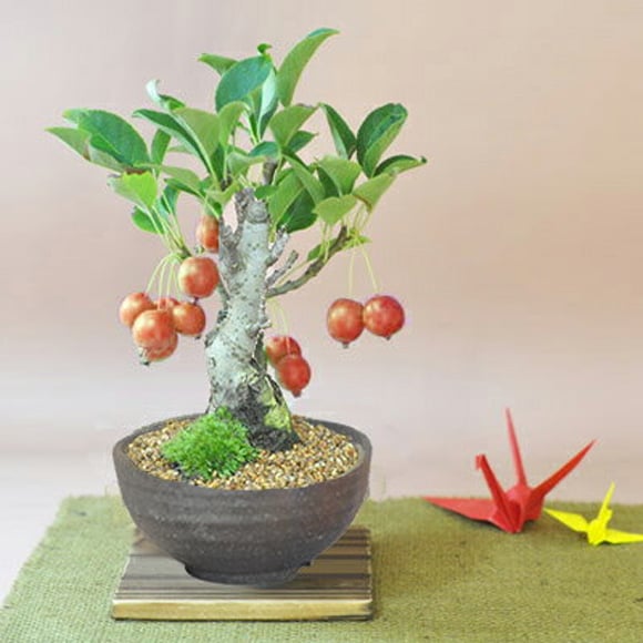 送料無料 盆栽 りんごの盆栽 観葉植物 鉢植え 和 贈り物 趣味