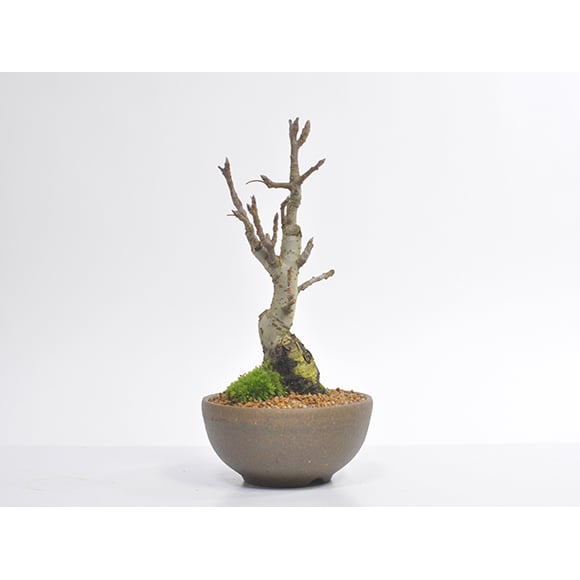 送料無料 盆栽 りんごの盆栽 観葉植物 鉢植え 和 贈り物 趣味