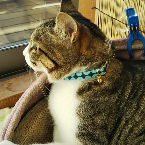 楽天1位】 猫 首輪 子猫 鈴 セーフティーバックル 鈴付 猫用