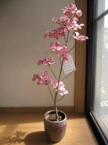 母の日プレゼント用2027年4月～5月に開花のかわいい花水木 ハナミズキ