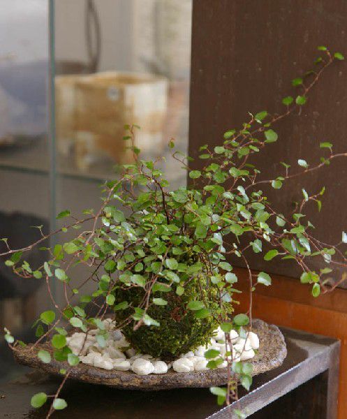 苔玉 ワイヤープランツ 風にゆれる 華やか スタイリッシュ 育てやすい
