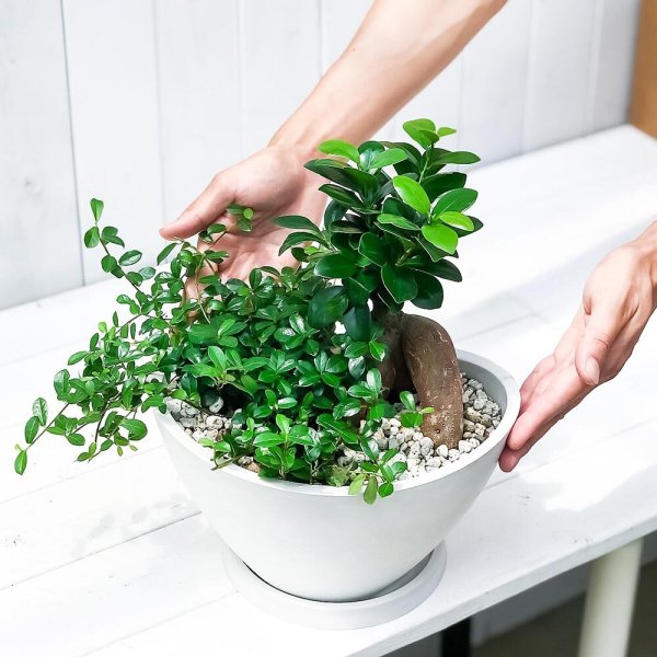 PLANCHU 観葉植物 ガジュマル2種の寄せ植え 人参ガジュマル＆つる性
