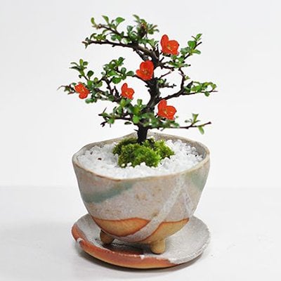 送料無料 盆栽 長寿梅中白掛鉢 白掛受皿付き 観葉植物 鉢植え 和