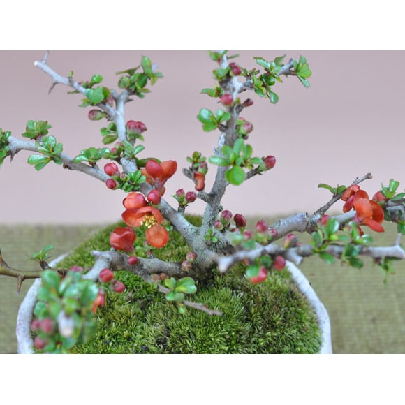 送料無料 盆栽 長寿梅紅白セット 観葉植物 鉢植え 和 贈り物 趣味