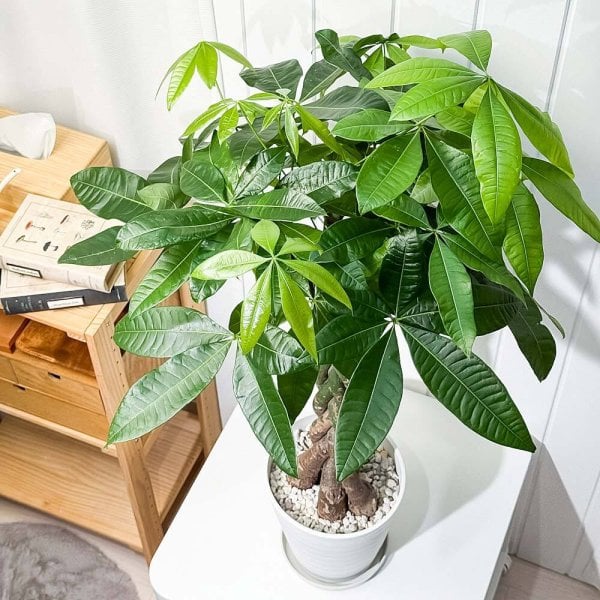 PLANCHU 観葉植物 パキラ 編み 7号鉢 受け皿付き 育て方説明書付き