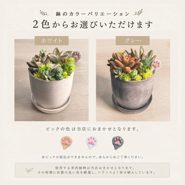 COCOMORI そのまま飾れる 多肉植物 ミニ 寄せ植え 約7.5cm×H約10cm