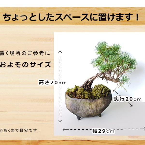 どっしりとした幹から四方に枝を伸ばし風格のある盆栽【五葉松の盆栽