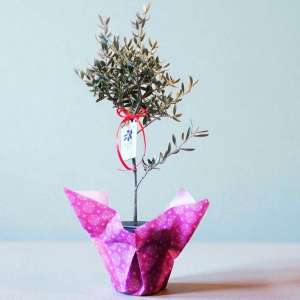 シンボルツリー オリーブの木 olive tree 観葉植物【送料無料(一部地域
