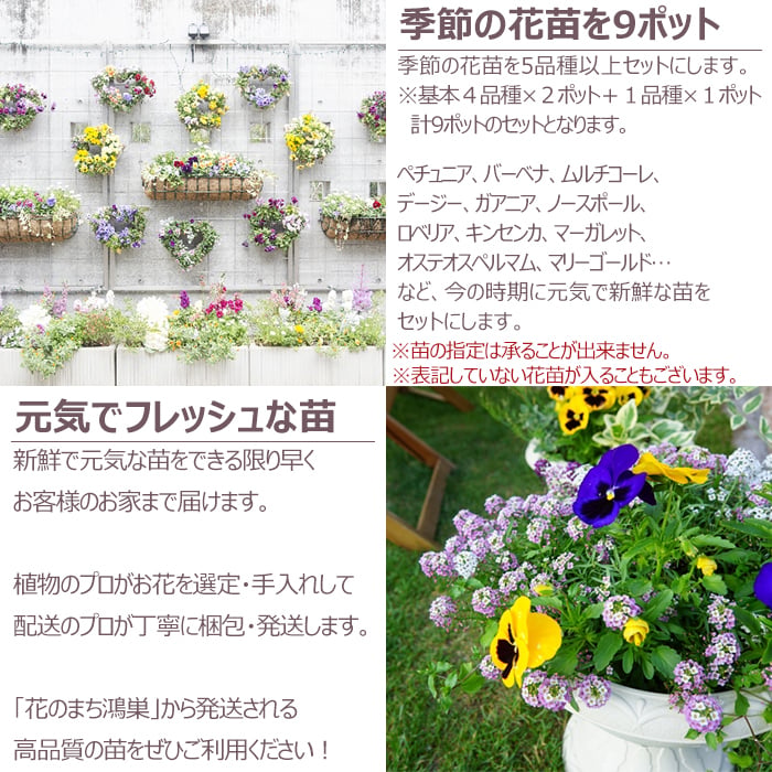 花苗 春 寄せ植え セット ガーデニングに最適です。 季節の花苗