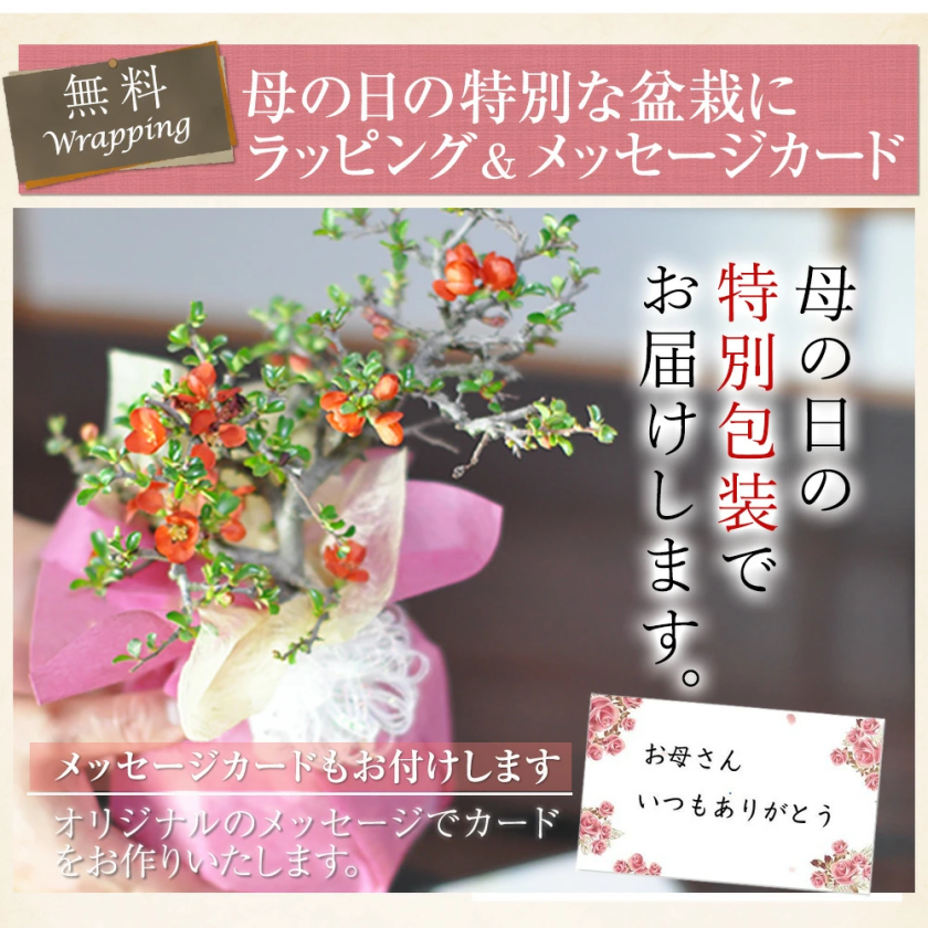 送料無料 5月開花遅咲きのミニ桜の盆栽(受け皿付き)とお手入れ道具必携