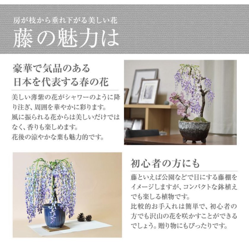 送料無料 藤盆栽 藤の鉢植えを楽しむなら盆栽がおすすめ 自宅でお花見