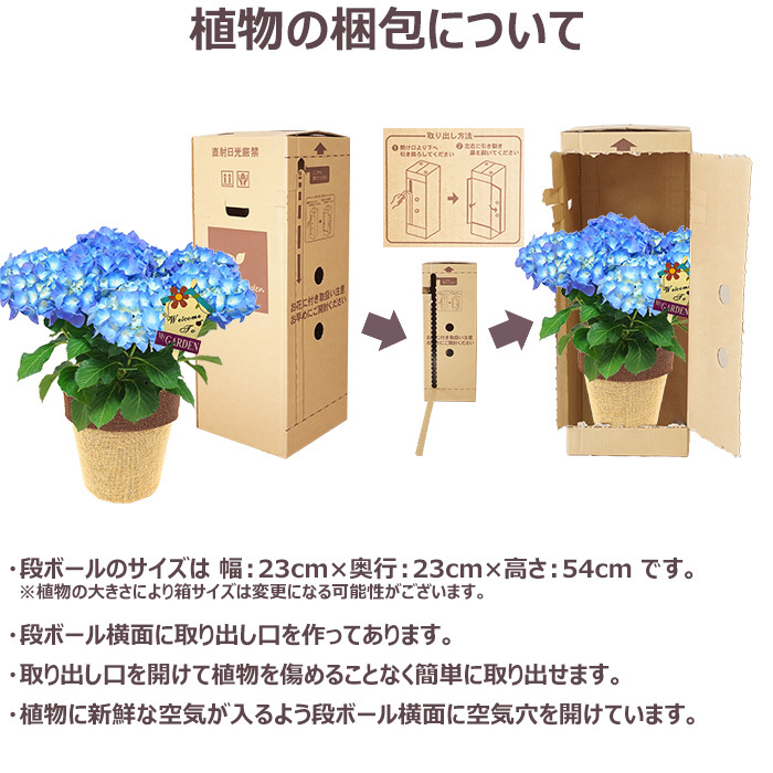 父の日 プレゼント ギフト アジサイ5号 ブルー系 バスケット 6月21日