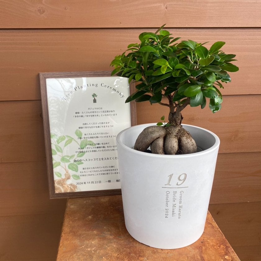 植樹の儀ガジュマル】送料無料// 結婚証明書 名入れ ゲスト参加型 植樹