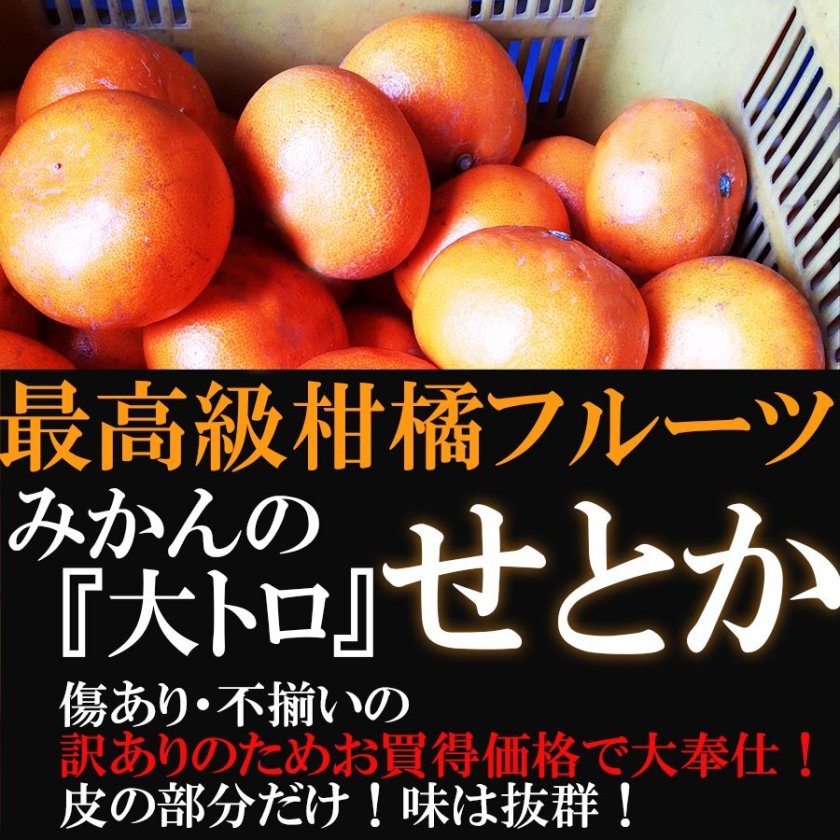 予約販売/2027年3月中旬発送予約販売】せとか みかんの『大トロ』せ