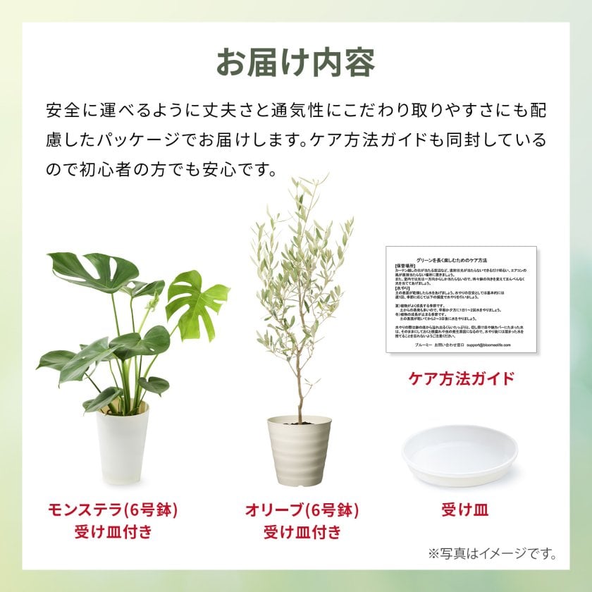 モンステラ 6号 オリーブ 6号 観葉植物 選べる 鉢 付き 本物 大型 ( お