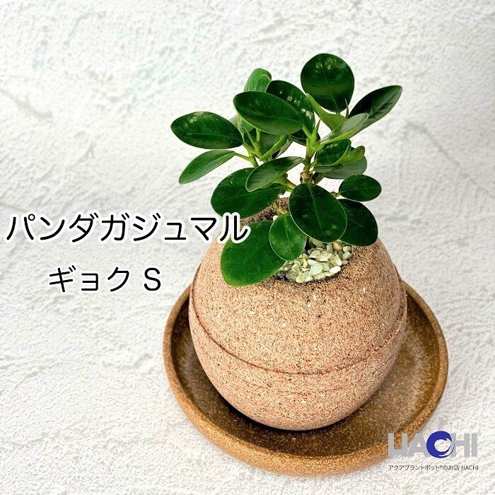 送料無料】【パンダガジュマル】観葉植物 本物 ギフト 新築・開店