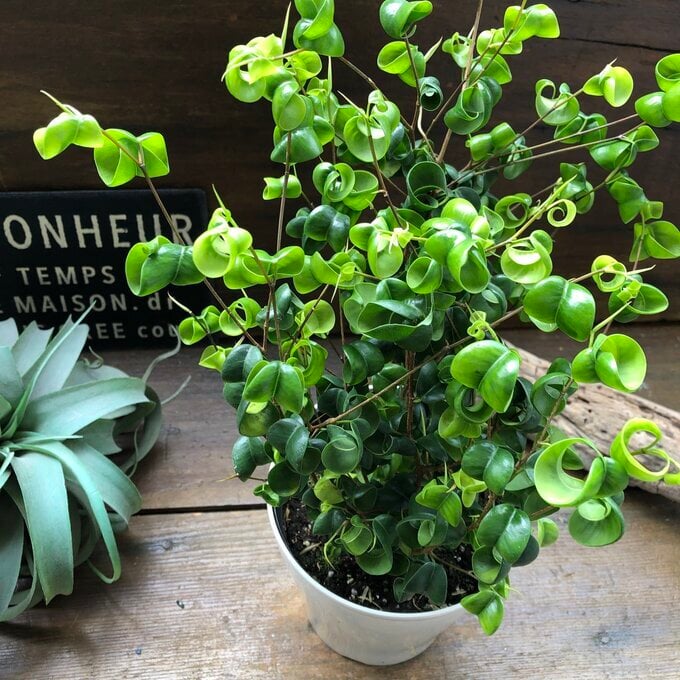ベンジャミンバロック 大苗 観葉植物 インテリア - 【パリジェンヌ