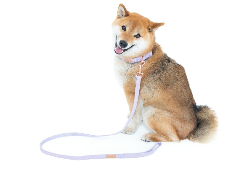 犬 リード お散歩 おしゃれ カラー brand new planet フェイクスエード