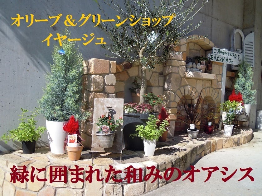 ユッカ ロストラータ 9号(0011) ワイルドな観葉植物 ドライガーデン