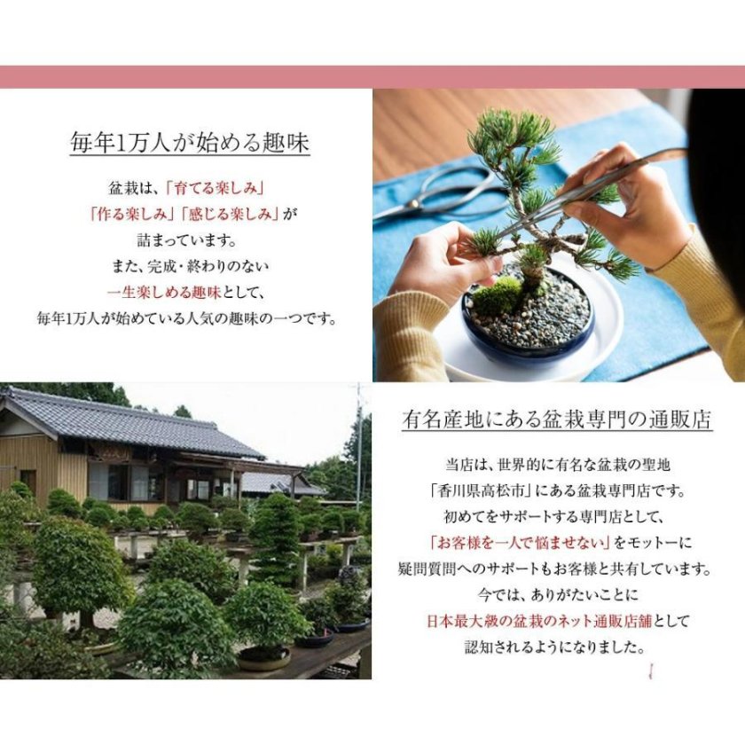 送料無料 藤盆栽 藤の鉢植えを楽しむなら盆栽がおすすめ 自宅でお花見
